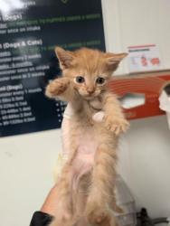 Shelter Stray Male Cat last seen Near BLOCK GALAXY AVE, BAKERSFIELD CA 93308, 3951 Fruitvale Ave, Bakersfield, CA 93308, USA