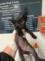 Shelter Stray Male Cat last seen Near BLOCK GALAXY AVE, BAKERSFIELD CA 93308, 3951 Fruitvale Ave, Bakersfield, CA 93308, USA