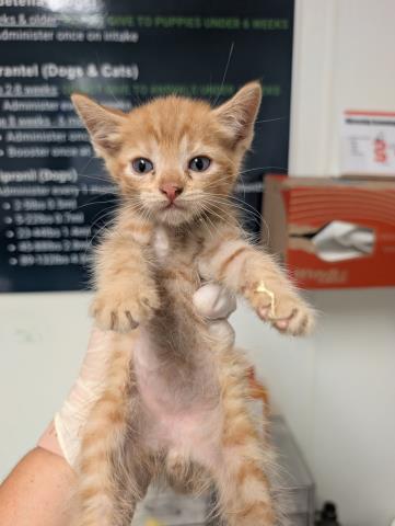 Shelter Stray Male Cat last seen Near BLOCK GALAXY AVE, BAKERSFIELD CA 93308, 3951 Fruitvale Ave, Bakersfield, CA 93308, USA