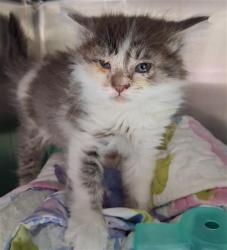 Shelter Stray Female Cat last seen Near BLOCK WOODROW AVE, BAKERSFIELD CA 93308, 3951 Fruitvale Ave, Bakersfield, CA 93308, USA