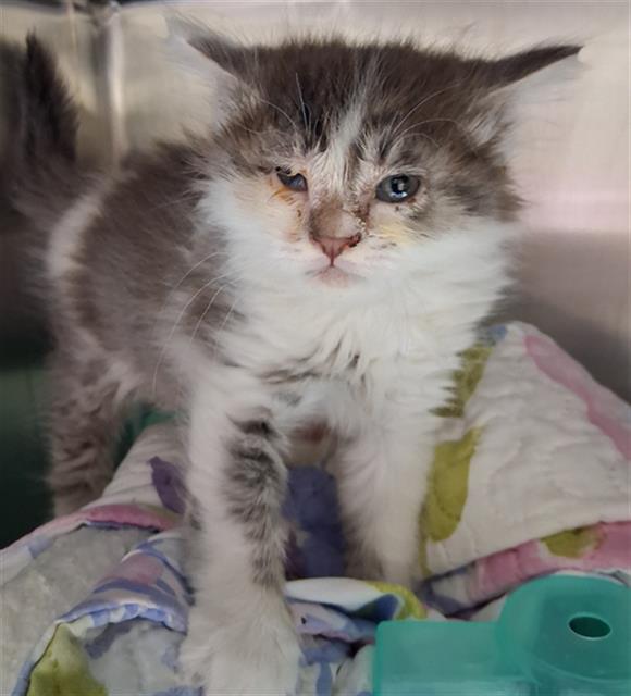 Shelter Stray Female Cat last seen Near BLOCK WOODROW AVE, BAKERSFIELD CA 93308, 3951 Fruitvale Ave, Bakersfield, CA 93308, USA