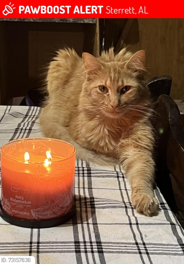 Lost Male Cat last seen Hwy old 280 Sterrett Al, Sterrett, AL 35147