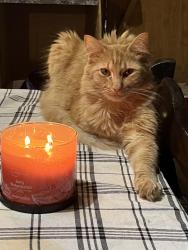 Lost Male Cat last seen Hwy old 280 Sterrett Al, Sterrett, AL 35147