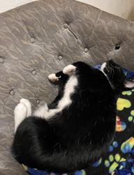 Reunited Female Cat last seen 120th Ave SE to the east and 116th Ave SE to the west., Renton, WA 98058