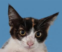 Shelter Stray Female Cat last seen , 1850 W 60th St, Los Angeles, CA 90047, USA