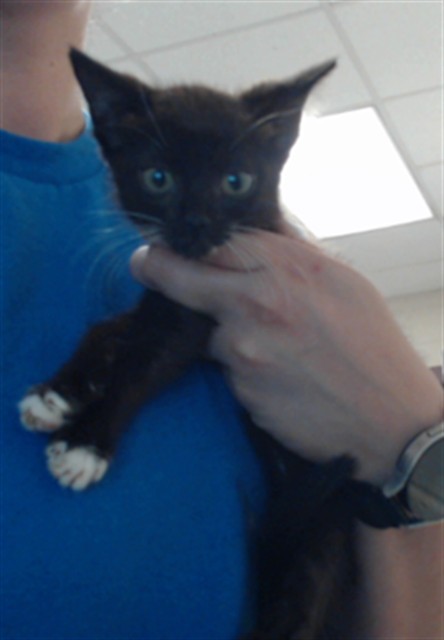 Shelter Stray Female Cat last seen Near BLOCK WORDSWORTH DR, FAYETTEVILLE NC 28304, 4704 Corporation Dr, Fayetteville, NC 28306, USA