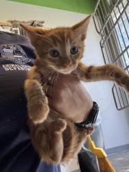 Shelter Stray Male Cat last seen , 1850 W 60th St, Los Angeles, CA 90047, USA