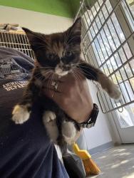 Shelter Stray Female Cat last seen , 1850 W 60th St, Los Angeles, CA 90047, USA