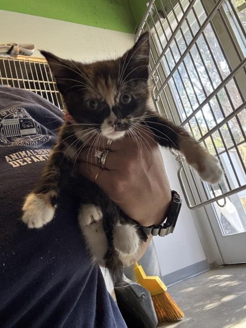 Shelter Stray Female Cat last seen , 1850 W 60th St, Los Angeles, CA 90047, USA