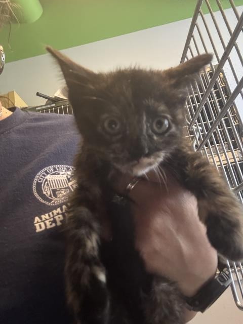 Shelter Stray Female Cat last seen , 1850 W 60th St, Los Angeles, CA 90047, USA