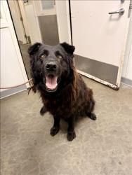 Shelter Stray Male Dog last seen , 1850 W 60th St, Los Angeles, CA 90047, USA