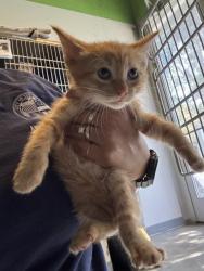 Shelter Stray Male Cat last seen , 1850 W 60th St, Los Angeles, CA 90047, USA