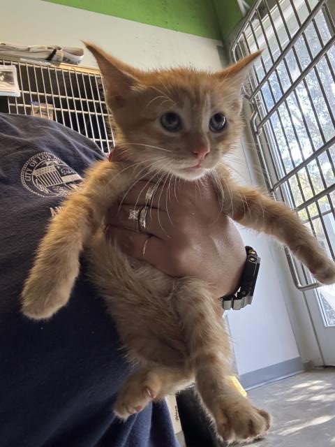 Shelter Stray Male Cat last seen , 1850 W 60th St, Los Angeles, CA 90047, USA