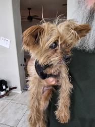 Found/Stray Male Dog last seen Desert and Maryland, Glendale, AZ 85307