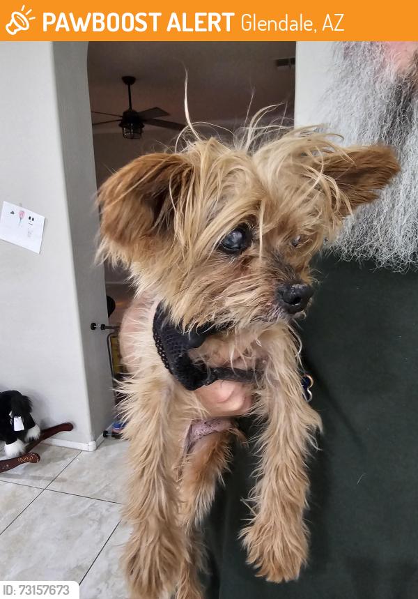 Found/Stray Male Dog last seen Desert and Maryland, Glendale, AZ 85307