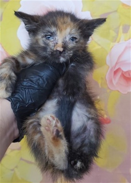 Shelter Stray Female Cat last seen FOOTHILL BLVD X DALLAS AVE, 333 Chandler Pl, San Bernardino, CA 92408, USA