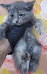 Shelter Stray Female Cat last seen FOOTHILL BLVD X DALLAS AVE, 333 Chandler Pl, San Bernardino, CA 92408, USA