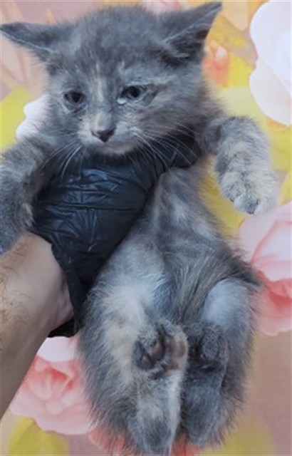 Shelter Stray Female Cat last seen FOOTHILL BLVD X DALLAS AVE, 333 Chandler Pl, San Bernardino, CA 92408, USA