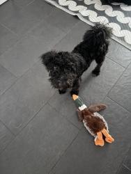 Reunited Male Dog last seen Near west, West Valley City, UT 84120