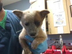 Shelter Stray Female Dog last seen Near BLOCK PEDLEY RD, JURUPA VALLEY, CA, 6851 Van Buren Boulevard, Jurupa Valley, CA 92509, USA