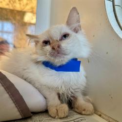 Shelter Stray Male Cat last seen Near BLOCK WILLARD WAY, RIVERSIDE, CA, 6851 Van Buren Boulevard, Jurupa Valley, CA 92509, USA