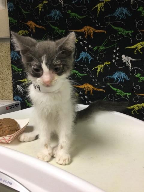 Shelter Stray Female Cat last seen Near BLOCK WILLARD WAY, RIVERSIDE, CA, 6851 Van Buren Boulevard, Jurupa Valley, CA 92509, USA
