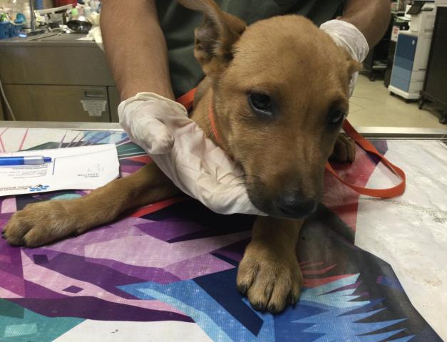 Shelter Stray Female Dog last seen Near BLOCK BELLEGRAVE AVE, RIVERSIDE, CA 92509, 6851 Van Buren Boulevard, Jurupa Valley, CA 92509, USA
