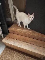 Found/Stray Unknown Cat last seen North Orchard & Evergreen Dr, Vacaville, CA 95688