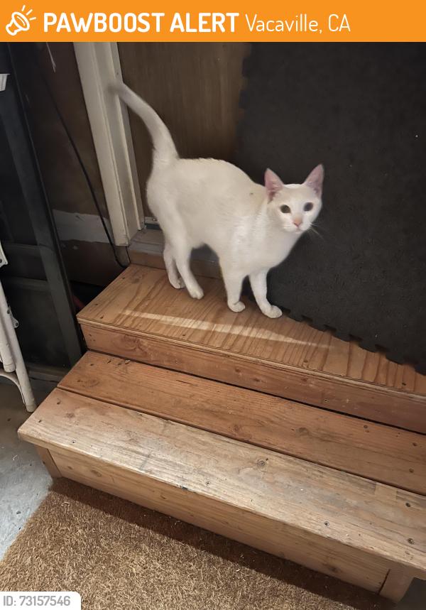 Found/Stray Unknown Cat last seen North Orchard & Evergreen Dr, Vacaville, CA 95688