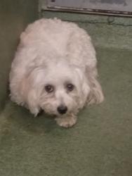 Shelter Stray Unknown Dog last seen , 31044 Charlie Canyon Rd, Castaic, CA 91384, USA