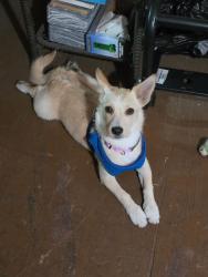 Lost Female Dog last seen Gage and eastern ave, Bell Gardens, CA 90201