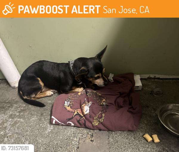 Found/Stray Male Dog last seen Alma and Monterey, San Jose, CA 95112