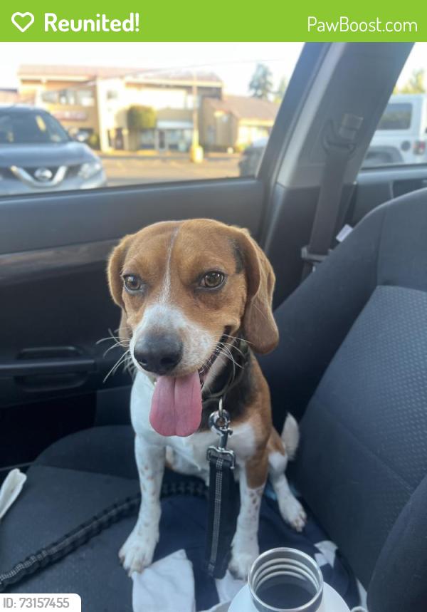 Reunited Male Dog last seen La venture, Mount Vernon, WA 98274