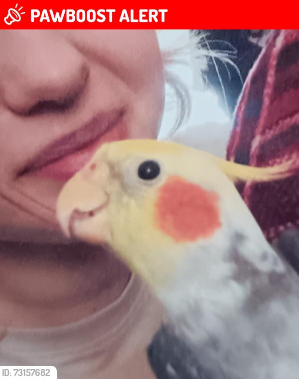 Lost Male Bird last seen Cruikshank mead, Billington park, Leighton Buzzard, England 