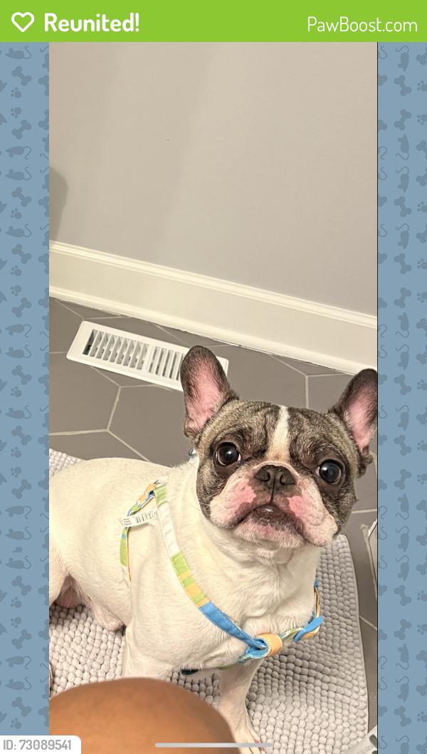 Reunited Male Dog last seen Tripp and cortland, Chicago, IL 60639