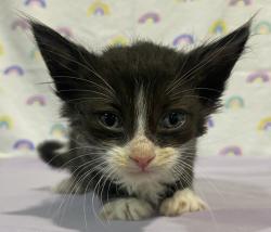 Shelter Stray Male Cat last seen Near Hwy 8 Business, El Cajon, CA, 92021, El Cajon, CA 92020, USA