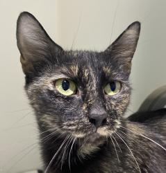 Shelter Stray Female Cat last seen Near S 45th Street, San Diego, CA, 92113, 5500 Gaines St, San Diego, CA 92110, USA