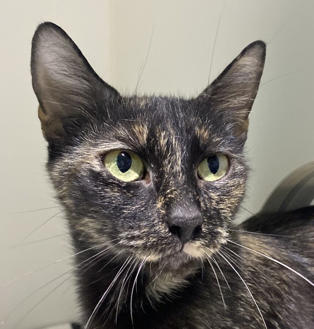 Shelter Stray Female Cat last seen Near S 45th Street, San Diego, CA, 92113, 5500 Gaines St, San Diego, CA 92110, USA
