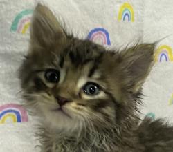 Shelter Stray Male Cat last seen Near Hwy 8 Business, El Cajon, CA, 92021, El Cajon, CA 92020, USA