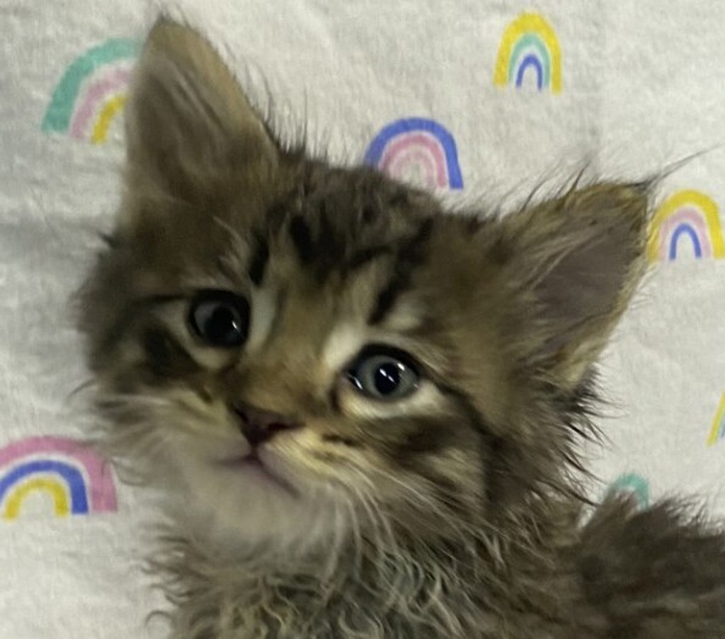 Shelter Stray Male Cat last seen Near Hwy 8 Business, El Cajon, CA, 92021, El Cajon, CA 92020, USA