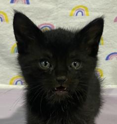 Shelter Stray Male Cat last seen Near Hwy 8 Business, El Cajon, CA, 92021, El Cajon, CA 92020, USA