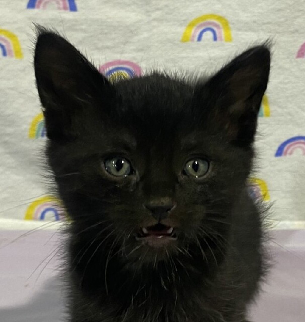 Shelter Stray Male Cat last seen Near Hwy 8 Business, El Cajon, CA, 92021, El Cajon, CA 92020, USA