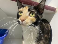 Shelter Stray Female Cat last seen Estrella Avenue, San Diego, CA, 92115, 5500 Gaines St, San Diego, CA 92110, USA