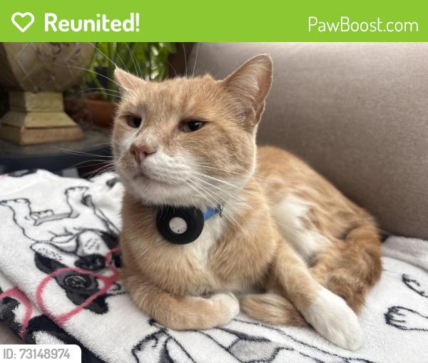 Reunited Male Cat last seen Magnolia and Lima st near bank of america, Burbank, CA 91505