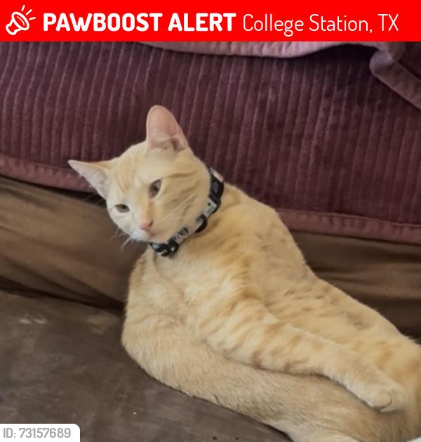 Lost Male Cat last seen Welborn rd bye Bryan plasma center, College Station, TX 77840