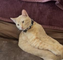 Lost Male Cat last seen Welborn rd bye Bryan plasma center, College Station, TX 77840