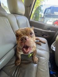 Reunited Female Dog last seen 351st pl, Federal Way, WA 98023