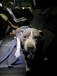 Found/Stray Female Dog last seen Doheny & 1560, Helotes, TX 78254