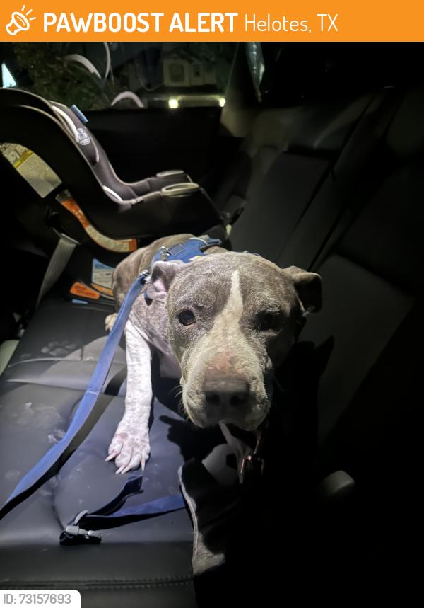 Found/Stray Female Dog last seen Doheny & 1560, Helotes, TX 78254