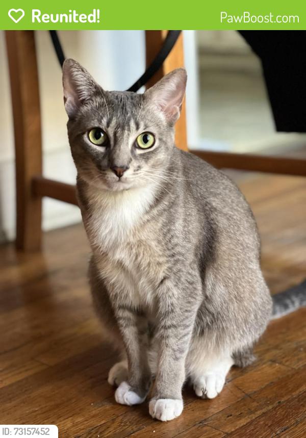 Reunited Female Cat last seen Ambrose & Vermont, Los Angeles, CA 90027
